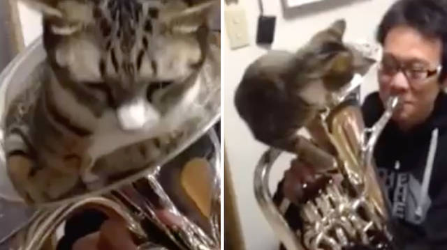 Euphonium cat mute