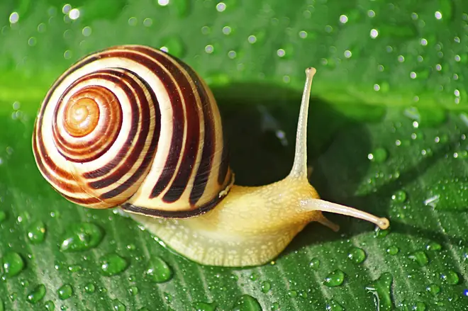 Pop music evolves at a snail’s pace, scientists say.