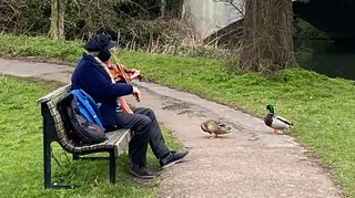 A man played the violin to ducks in Cambridge on Valentine's Day