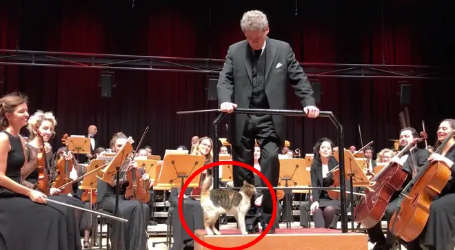 Cat disrupts a live orchestral performance in Istanbul