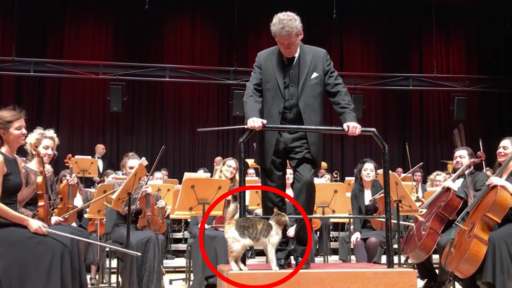 Naughty cat disrupts live orchestra concert and steals the show ...