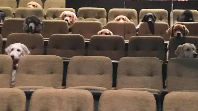 Dogs attend a musical