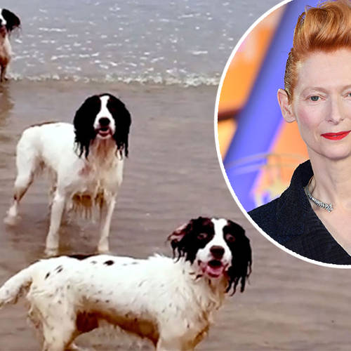 Tilda Swinton has directed a Baroque music video starring her DOGS