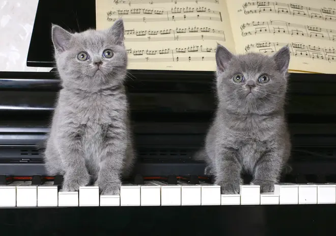 ‘Cat music’ is the best music to relax your furry friend