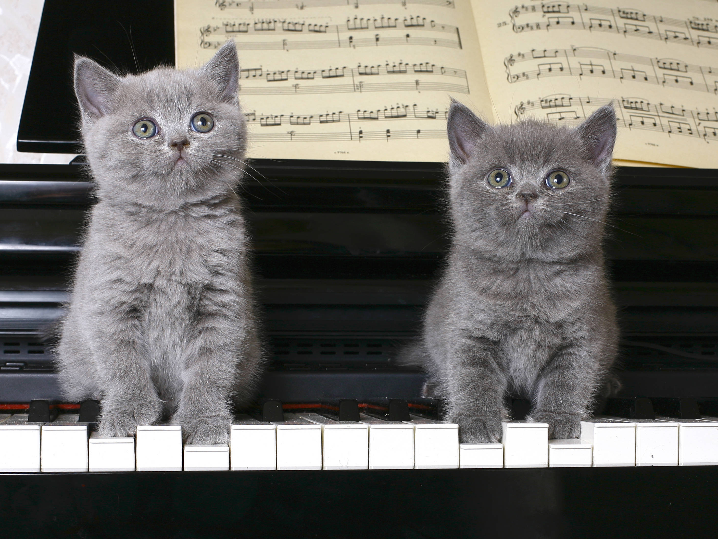 Музыка под кошку. Кот на пианино. Пианино «котёнок». Кошка на пианино. Котенок на фортепиано.