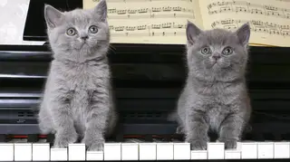 ‘Cat music’ is the best music to relax your furry friend