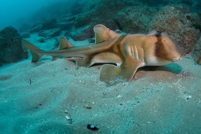 A Port Jackson shark