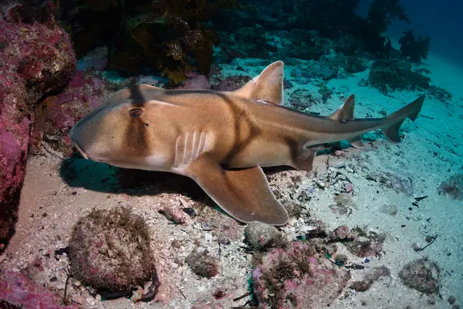 Port Jackson sharks can recognise jazz music when food is involved