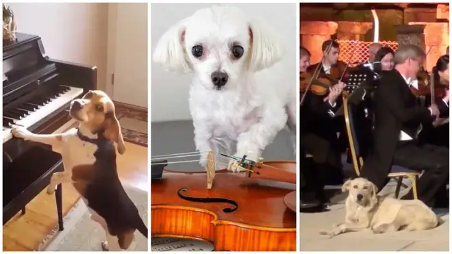 Classical music-loving dogs