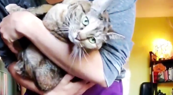 The cat jumped into her arms as she was giving her first at-home ballet lesson