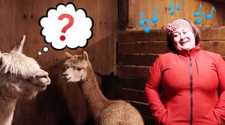 Opera singer performs Puccini to her alpacas.