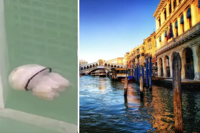 Serene jellyfish spotted swimming in Venice’s clearer waters