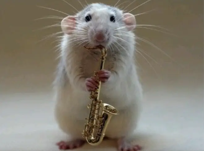 Rats prefer jazz to classical music