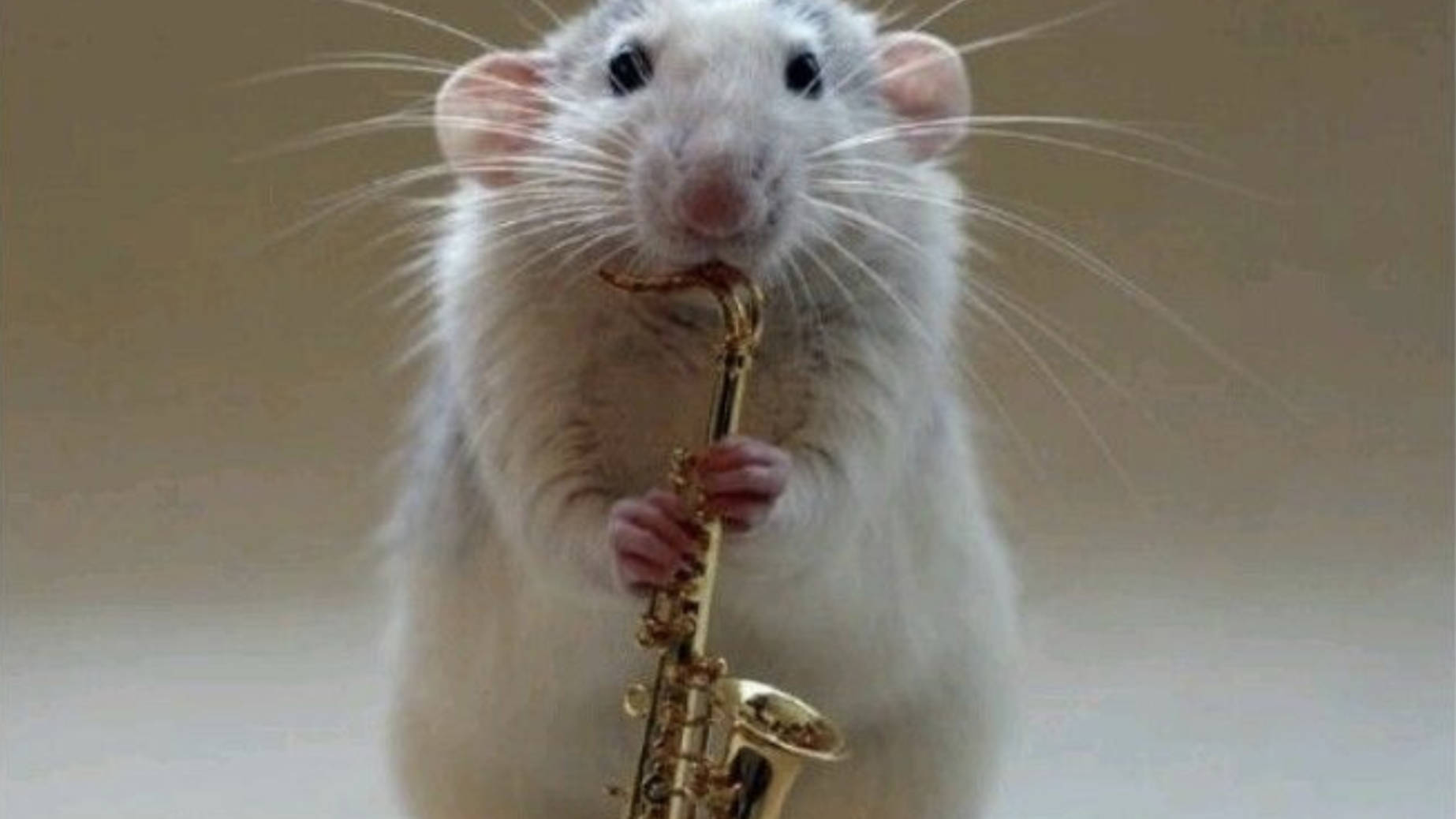Controversial study shows rats prefer jazz to classical music, when on  drugs - Classic FM