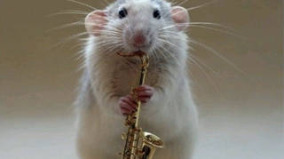 Rats prefer jazz to classical music