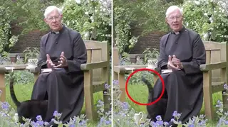 Cat vanishes beneath clergyman’s robes during video sermon