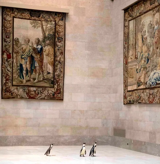 A museum admitted a waddle of penguins, and they enjoyed the art immensely