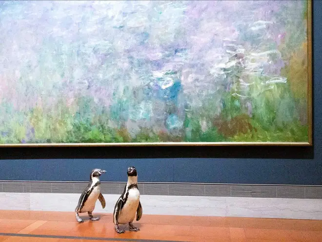 The penguins were welcomed to the gallery while its doors remained closed to the public due to coronavirus.