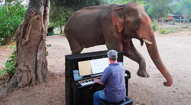 Chaichana the elephant dances to a Beethoven piano sonata