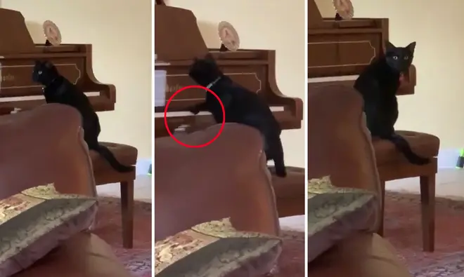 Cat tries to play the piano but keeps forgetting it doesn't like the sound