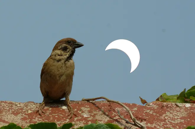 In China, a bird sits in front of the solar eclipse which coincided with this year's summer solstice