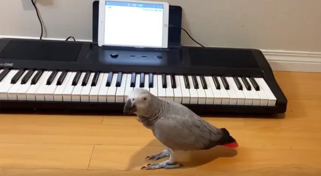Parrot plays ‘Happy Birthday’ on the piano