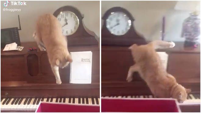 Confused cat panics as it steps on piano