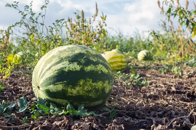 A farmer in Central Macedonia says that playing his watermelons classical music helps them grow