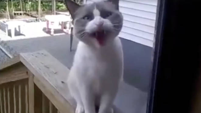 Viral hissing yelling cat video