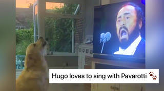 Dog duets with Pavarotti