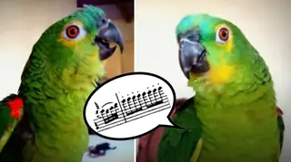 Operatic parrot sings Mozart’s Queen of the Night aria