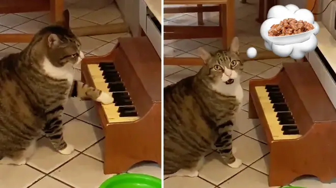 Cat plays piano when he's hungry