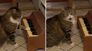 Cat plays piano when he's hungry