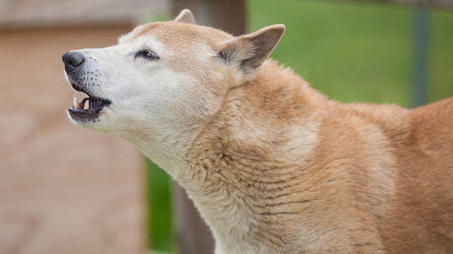 The New Guinea Singing Dog hasn't been seen in the wild since the 70s