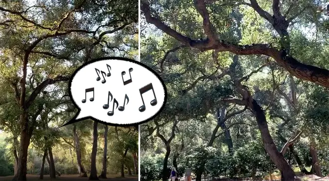 The trees are singing in Descanso Gardens