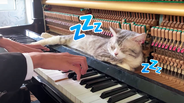 Cat falls asleep inside piano as owner plays lullaby