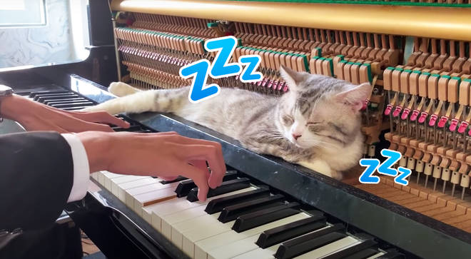 Cat Sleeps in Piano for a Massage