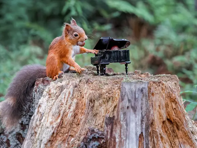 Red squirrel pictured ‘playing’ the piano in Scotland