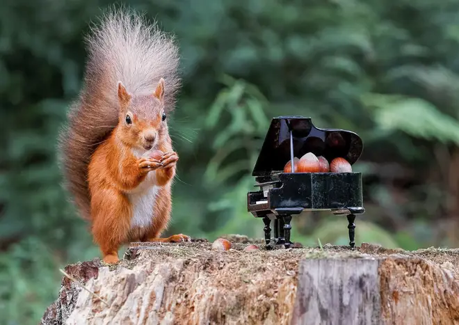 The squirrel reached inside the mini piano to retrieve the hazelnuts