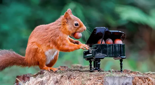 Red squirrel photographed ‘playing’ a piano in Scotland