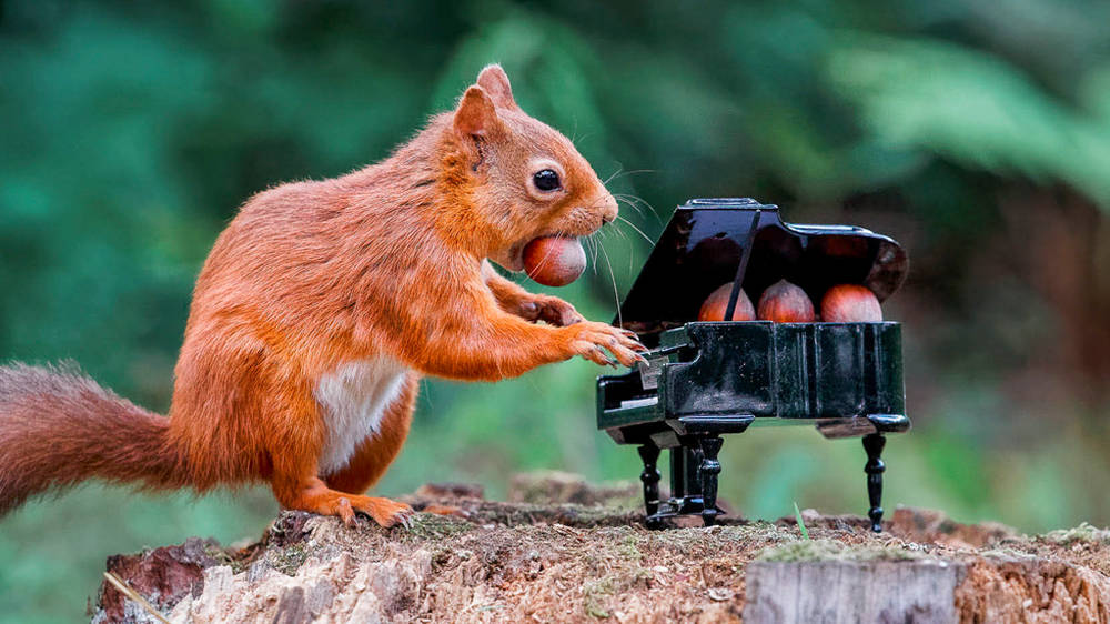 Red squirrel caught &#39;playing&#39; a grand piano in Scottish forest - Classic FM