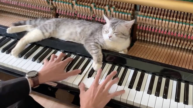 A video of a cat enjoying the piano