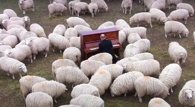 Pianist plays piano to sheep in New Zealand