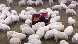 Pianist plays piano to sheep in New Zealand
