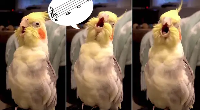 Cockatiel appears to practise operatic scales