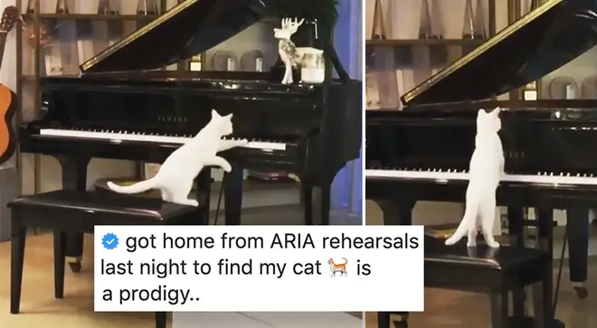 Delta Goodrem's cat plays her grand piano
