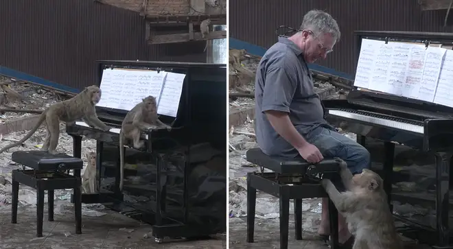 Paul Barton plays piano for monkeys