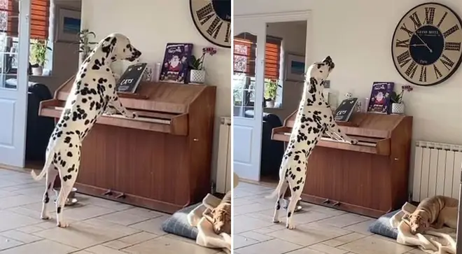 Owners capture astonishing footage of Dalmatian playing piano and singing along