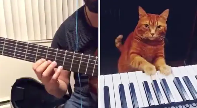 Guitarist duets with his piano-playing cat