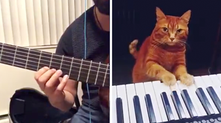 Guitarist duets with his piano-playing cat